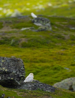 Snowy Owl