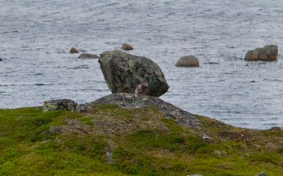 Snowy Owl