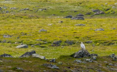 Snowy Owl