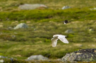 Snowy Owl