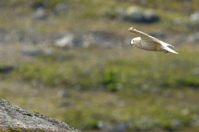 Snowy Owl
