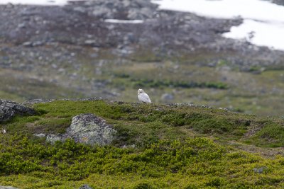 Snowy Owl