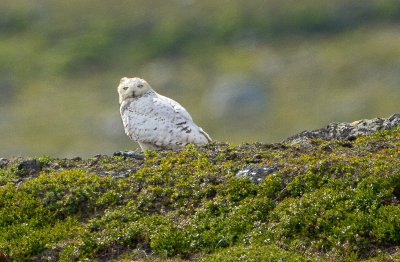 Snowy Owl
