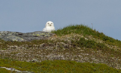 Snowy Owl