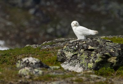 Snowy Owl