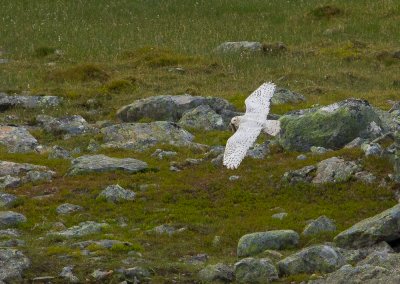 Snowy Owl