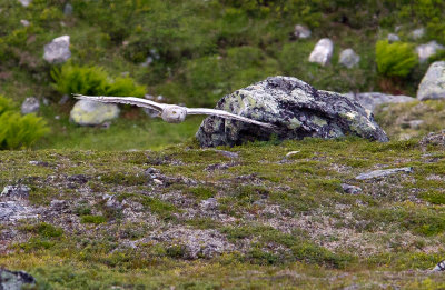 Snowy Owl