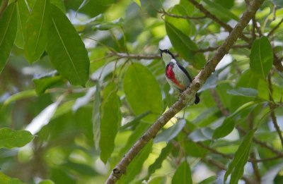 Black-belted Flowerpecker