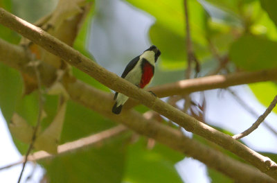 Black-belted Flowerpecker