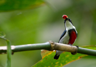 Black-belted Flowerpecker