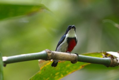 Black-belted Flowerpecker