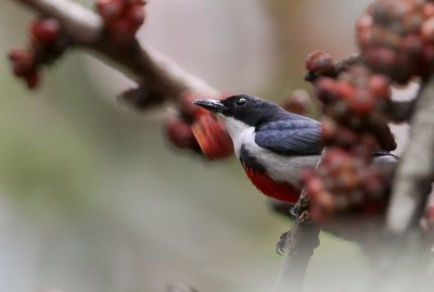 Black-belted Flowerpecker
