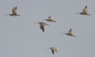 Fareastern Curlew
