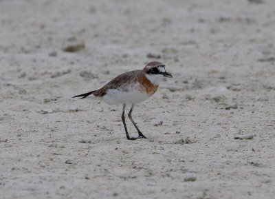 Lesser Sand Plover