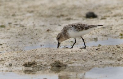 Rednecked Stint