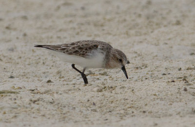 Rednecked Stint