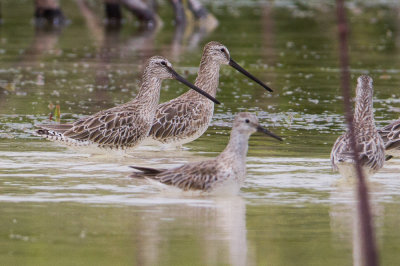 Asian Dowitcher