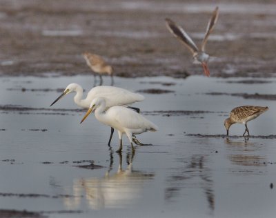 Chinese and Little Egret