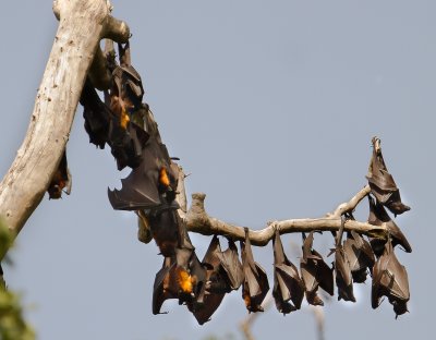 Flying Foxes sp