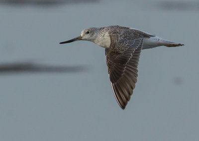Nordmann's Greenshank