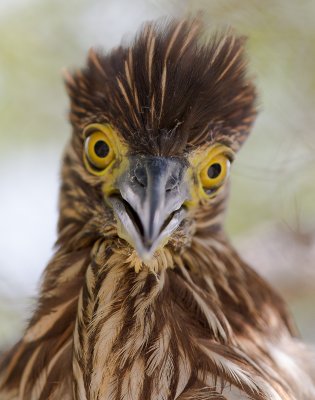 Rufous Night-Heron