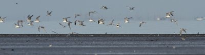 Great Crested Tern