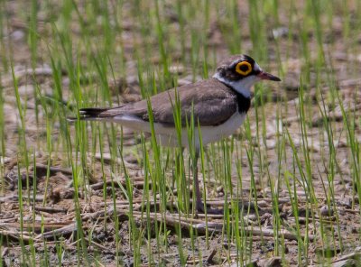 Little -Ringed Plover  male