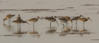 Black tailed Godwit