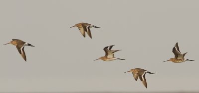 Black tailed Godwit