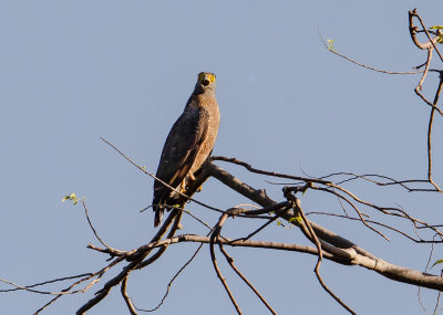 Crested Serpent Eagle,adult