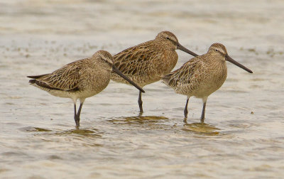 Asian Dowitcher
