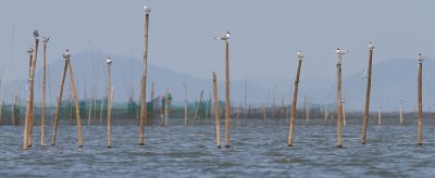 Great Crested Terns