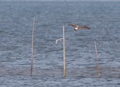 bl tailed gull-1090.jpg