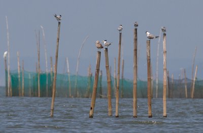 Black-tailed Gull and Great Crested Terns