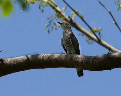 Brush Cuckoo