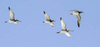 Asian Dowitcher and Great Knot