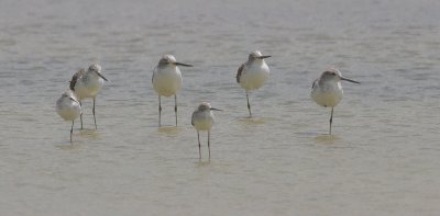 Greenshank and Marsh Sandpiper