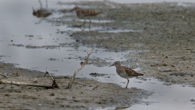 Long-toed Stint