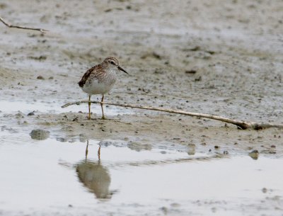 Long-toed Stint