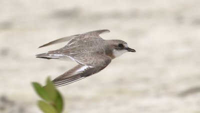 Lesser Sand Plover