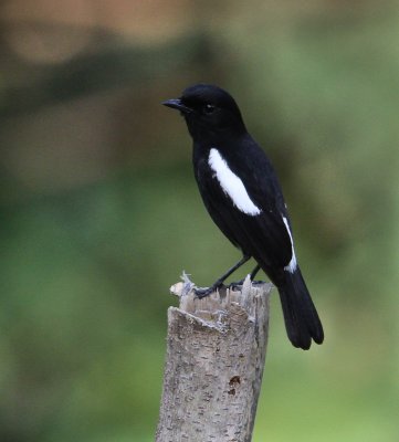 Pied Chat