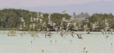 Bar-tailed Godwit and Great Knot