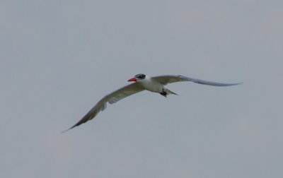 Caspian Tern