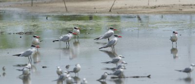 Caspian Tern