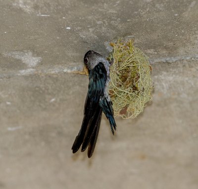 Philippine Swift
