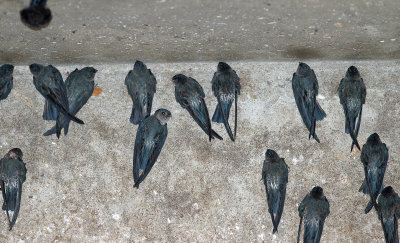 Philippine Swift