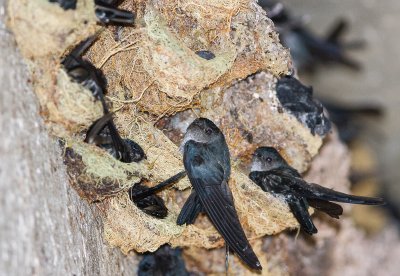 Philippine Swift