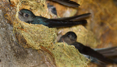 Philippine Swift