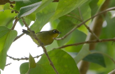 Everett's White-eye