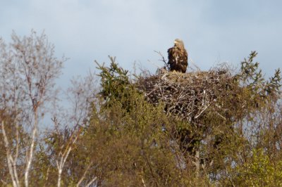 White-tailed Eagle